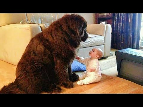🐶When Big Dogs Prove They’re the Best Bodyguards🛡️😂 Funny Dog and Human Videos