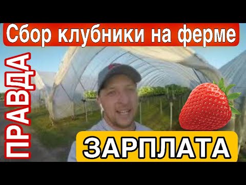 СБОР КЛУБНИКИ НА ФЕРМЕ | ВСЯ ПРАВДА | БОЛЬШОЙ ВЫПУСК