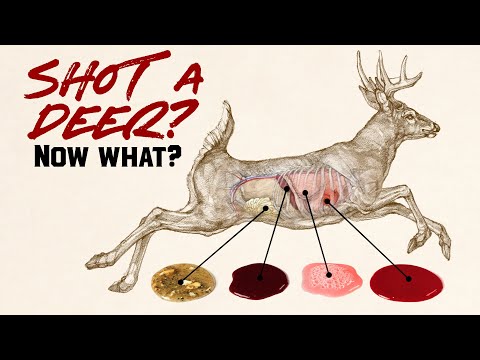 Shot a Deer? Here’s How Long to Wait Before Tracking!