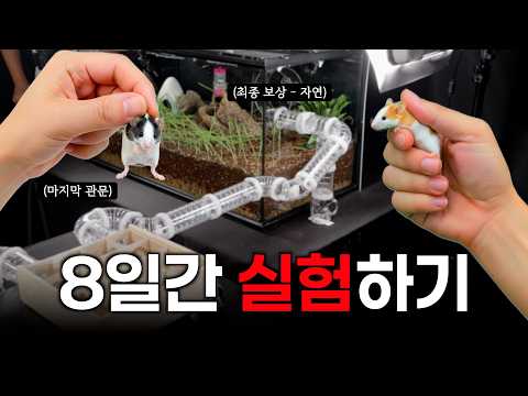 An 8-day survival test of mice