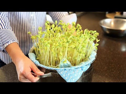Using a pot to grow bean sprouts at home