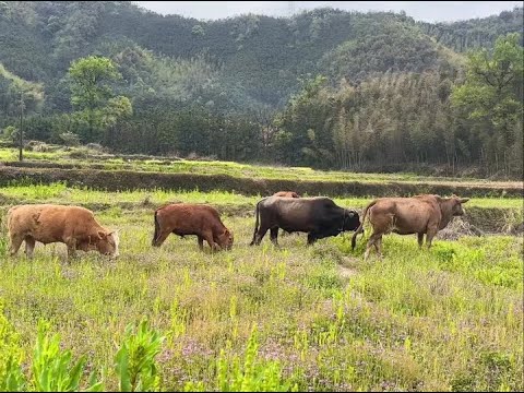 一头牛被一群公牛围着转，最后却挑了头小的，这下完蛋了！ #农村养牛人记录农村生活 #生态放养 #记录牧场生活 #来跟我一起放牛 #牛气冲天