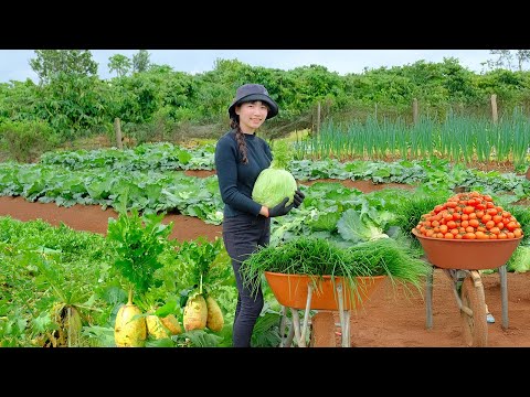 Harvest and Cook: Cabbage, Green Onions, Guava, Tomatoes, Korean Radish, Plant Tree, Raise Livestock
