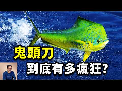 台灣盛產鬼頭刀，卻自己不吃出口美國？電影裡華麗變色的秘密，所有釣魚迷的夢想，飛魚的一生之敵——鯕鰍【老肉雜談】#生物 #動物 #魚 #海洋生物#鬼頭刀
