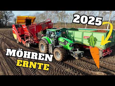 30% burned 🔥 / Carrot harvest 2025 🥕 / Higher yields are possible, 100 t/ha is also achievable