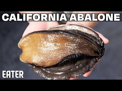 How One Farm Raises the Rarest, Most Expensive Mollusk in America — Vendors