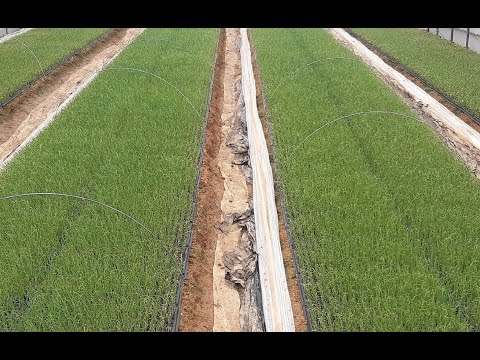 추운 겨울에 대파 씨앗 발아율 100% 성공시키는 방법./대파농사