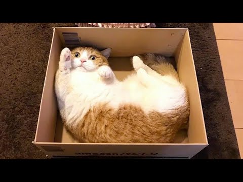 New Funniest Cats Clips 2025😼Try Not To Laugh😜 #20