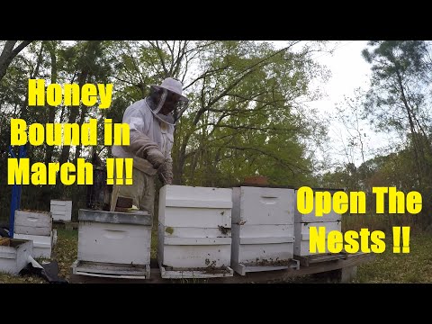 My Bees Are Honey Bound-No Really