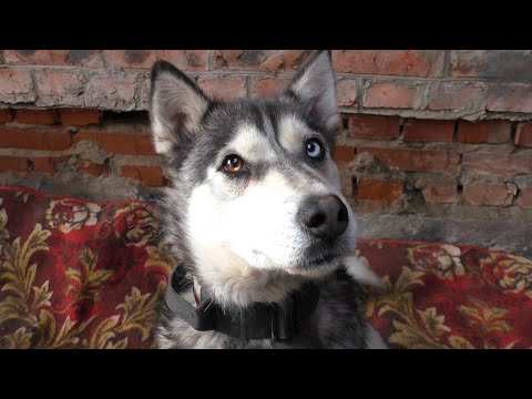 Дрессировка Хаски. Зрительный контакт. Первое что должна знать собака