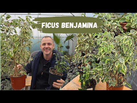 Ficus Benjamina - Growing and Propagating!