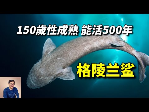 150歲才性成熟，壽命超過500歲！格陵蘭鯊的長壽秘訣，給人類帶來怎麼樣的啟示？【老肉雜談】#動物 #海洋生物 #鯊魚 #shark #野生動物