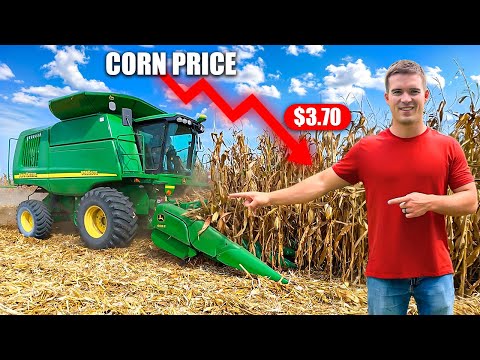 How Much Money 30 Acres of Corn Made