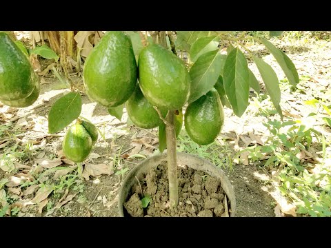 Why wait years to grow avocados? Germinating and grafting are so easy.