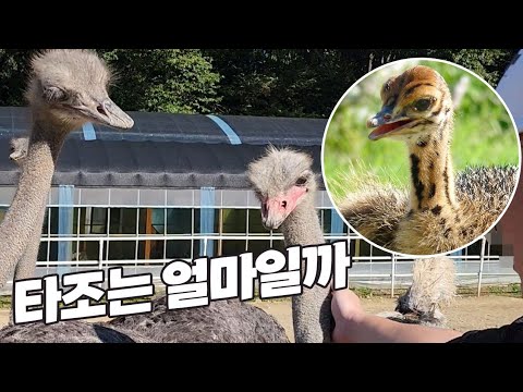 말이됩니까??? 타조는 대체 얼마일까??