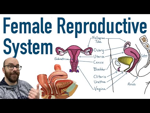 Female Reproductive System - Structure and Function