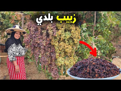 شاهد كيف يتحول العنب إلى زبيب بلدي لذيذ بطريقة تقليدية طبيعية