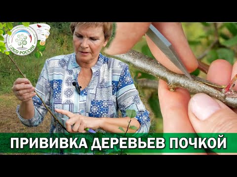 Budding trees. Budding for beginners.