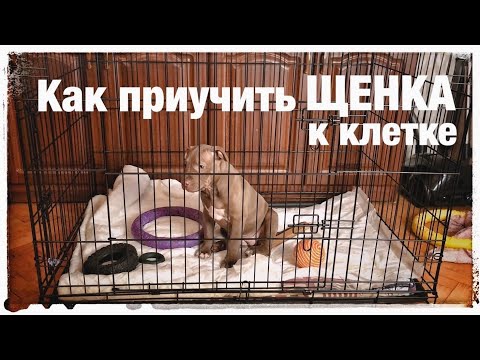 How to crate train a puppy What does a puppy do when home alone in a crate