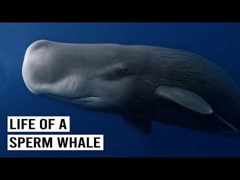 The Life Of The Most Mysterious Creature In The Deep Ocean