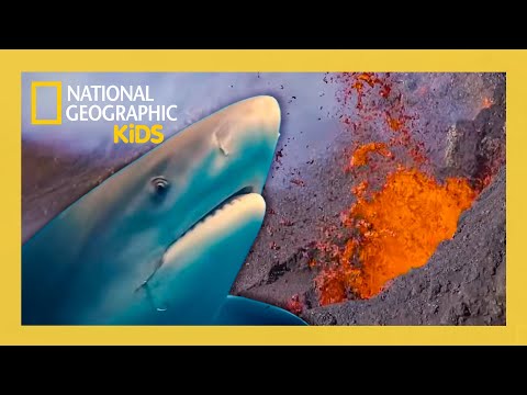 It's a Shark Eruption! 🦈🌋 | Sharkcano Full Special | @natgeokids