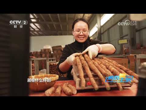 《消费主张》 20251125 秋冬进补好时节，益气健脾的山药怎么选？ |  财经风云