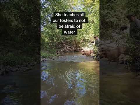 Reason Number 3, why is Sheila an amazing dog.