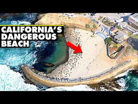 California's Most Controversial Beach Explained | The Children's Pool