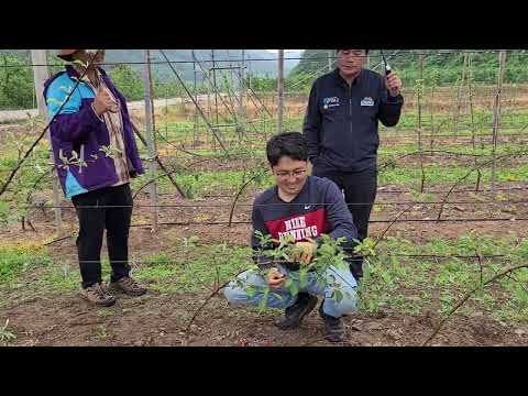 구욧 수형 수정 작업 시범(현동면 개일리 남종섭님 과원에서 윤인섭님이 구욧 수형 수정 작업)