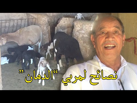 حاصل على اربع جوائز وطنية في تربية الأغنام سلالة الدمان لحسن شجري ينصح المهتمين بهذا المشروع الجزء 1