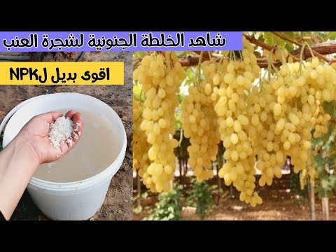 لو عاوز شجرة العنب تثمر وتنمو بسرعة جنونية وكبيرة جرب هذه الخلطة السريعة والمجانية!