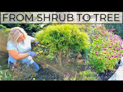 Pruning a Gold Mop Cypress Shaping Evergreens Into a Tree. Pruning Evergreens & Topiary In My Garden