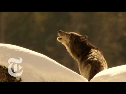 Wolves at the Door | Retro Report | The New York Times