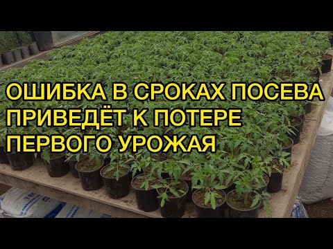 Точные сроки посева семян томатов на рассаду. Советы для новичков.