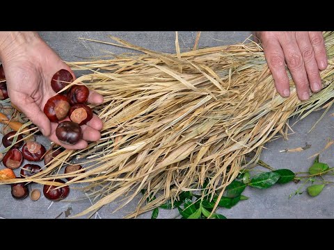 I gathered chestnuts and acorns in the park and made something awesome. Watch until the end!