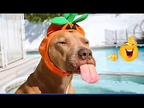 I'm 101% SURE that you will LAUGH EXTREMELY HARD 🐶 The Funniest Cat & Dog Moments Compilation 😹 😂