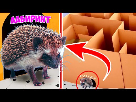 НАЙДЕТ ЛИ ЕЖИК ВЫХОД ИЗ ЛАБИРИНТА ? ЁЖИК VS ЛАБИРИНТ