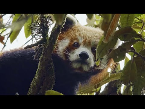 The Himalayas' Hidden Secret: Saving the Red Panda from Extinction