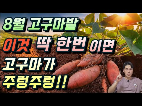 Just one episode is enough. This is a must-watch video for a high sweet potato harvest.