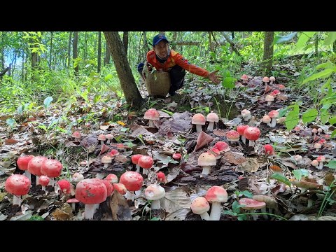 ป๊าด หัวใจสิวายพี่น้อง อลังการงานสร้างเห็ดก่อเเดงหลวง ออกแบบเยอะมากเต็มพื้น เก็บจนวิน ป๊าด15/มิ.ย/68