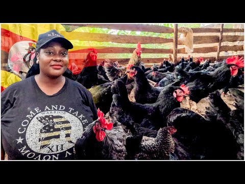 How This Housemaid Became a Poultry Farming Expert in Uganda.