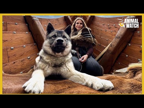 THE NORWEGIAN ELKHOUND - Powerful Hunting Dog of NORWAY