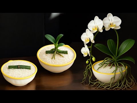 Just Rice! Orchids grow amazingly overnight and bloom forever.