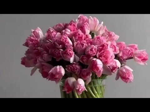 5 trucchi per prolungare la vita dei tulipani in vaso!