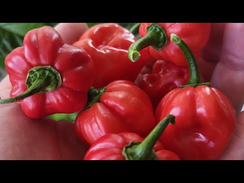 Висновки по балконному городництву.