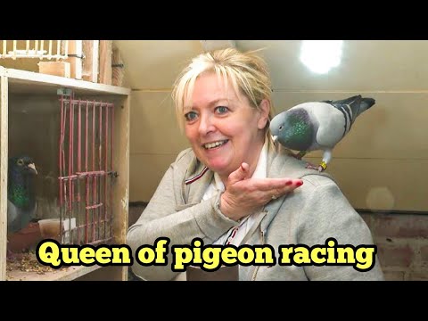 🔥Annick Goeteyn: The Woman Who Built a Belgian Pigeon Racing Dynasty