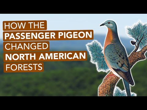 How The Passenger Pigeon Changed North American Forests