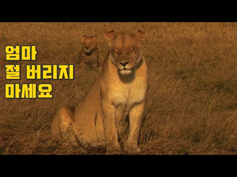 Runaway lioness to protect her cubs (Eng CC)