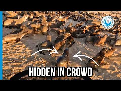 Rescue Made Possible By One Lucky Sighting