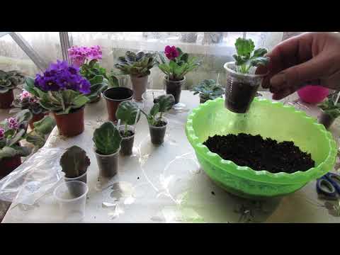 Violets from Scratch. A Brief Masterclass for Beginners. From Leaf to Flower.